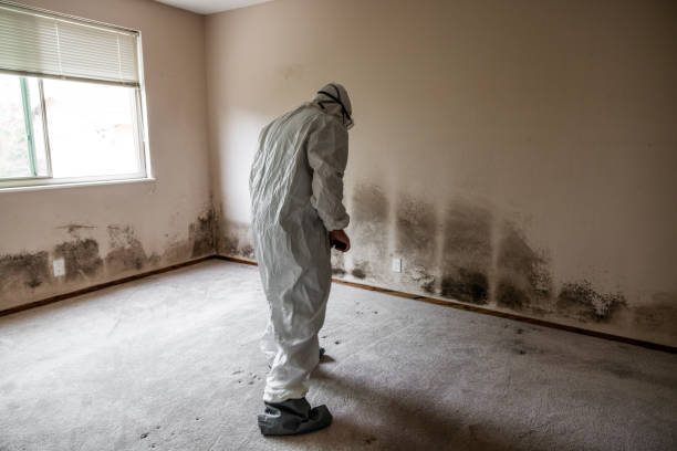 Reliable Mansfield Center, MA Mold Remediation Solutions